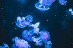 水母
