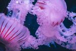 水母