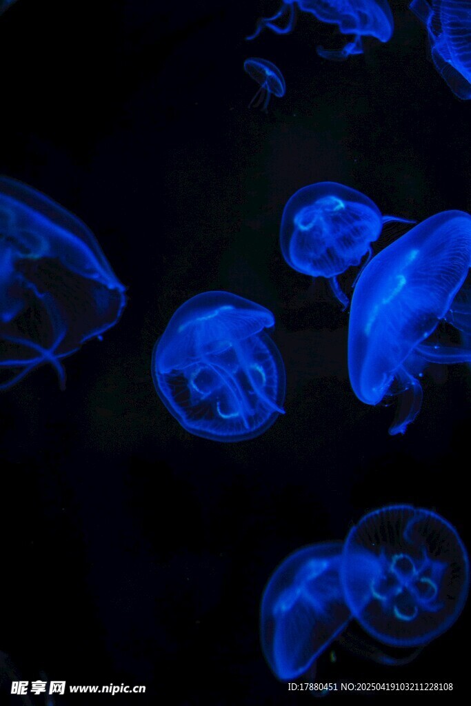 水母
