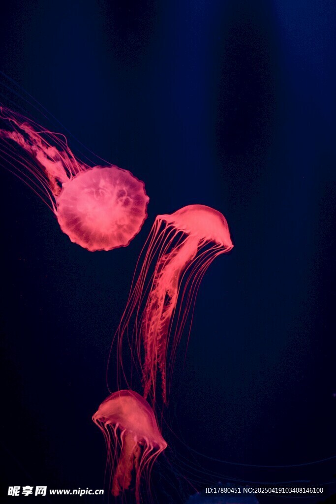水母