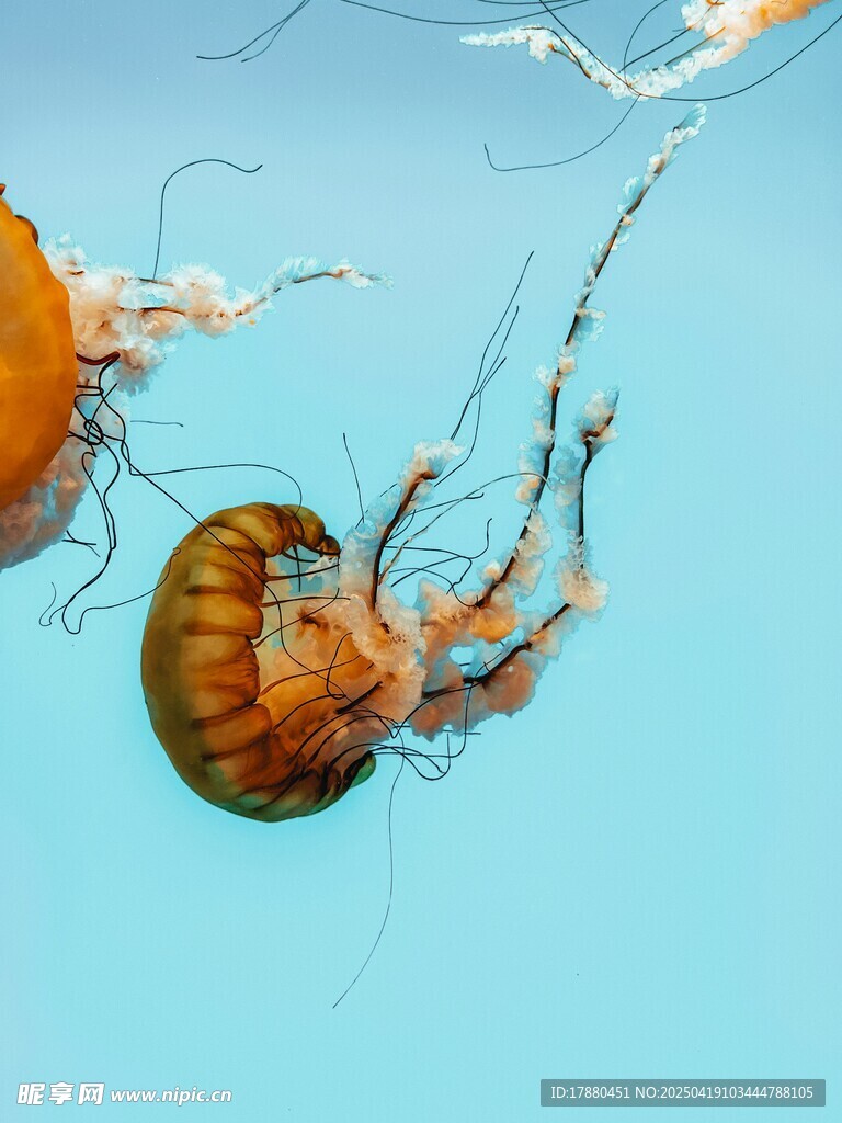 水母