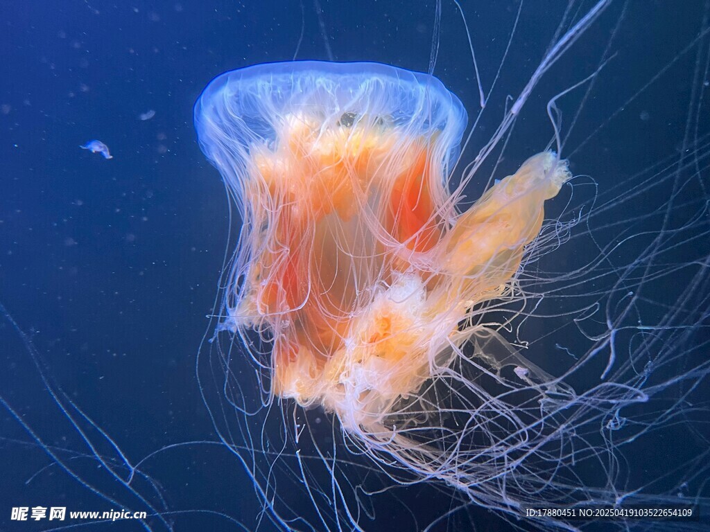 水母