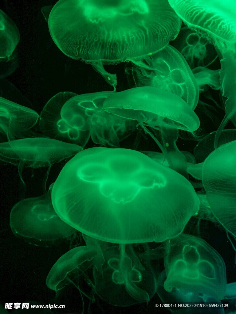 水母