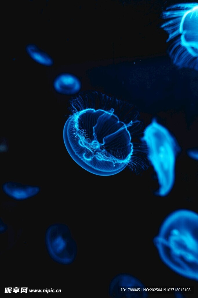 水母