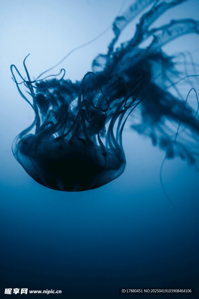 水母