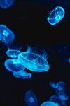 水母