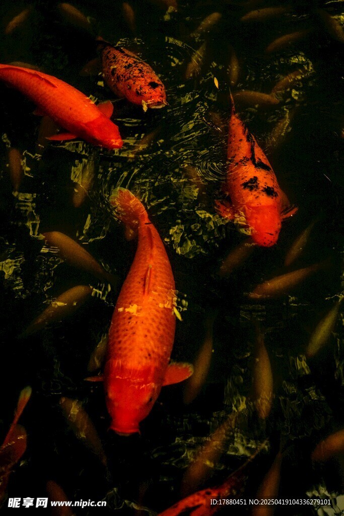 锦鲤
