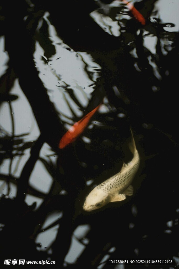 锦鲤