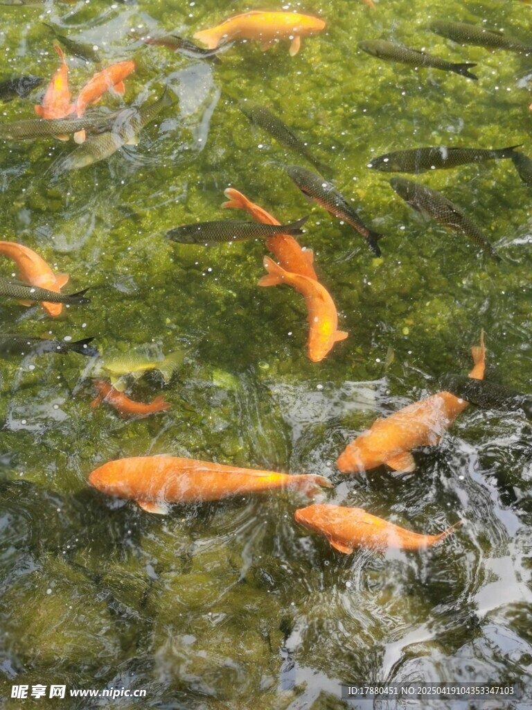 锦鲤