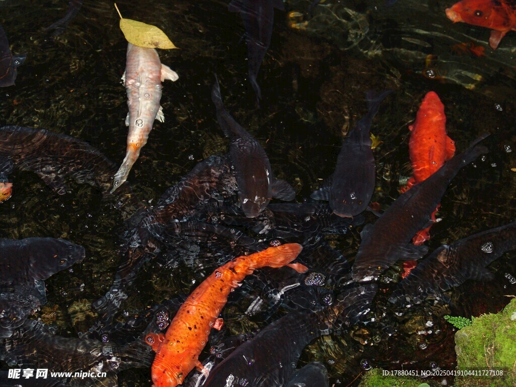 锦鲤