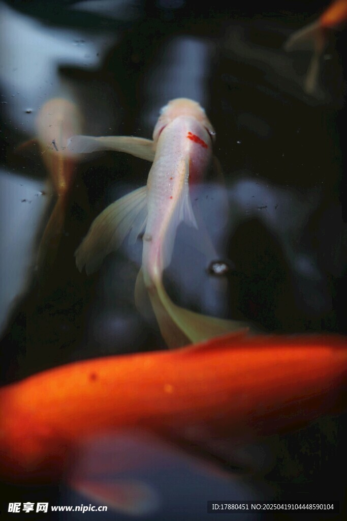 锦鲤