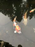 锦鲤