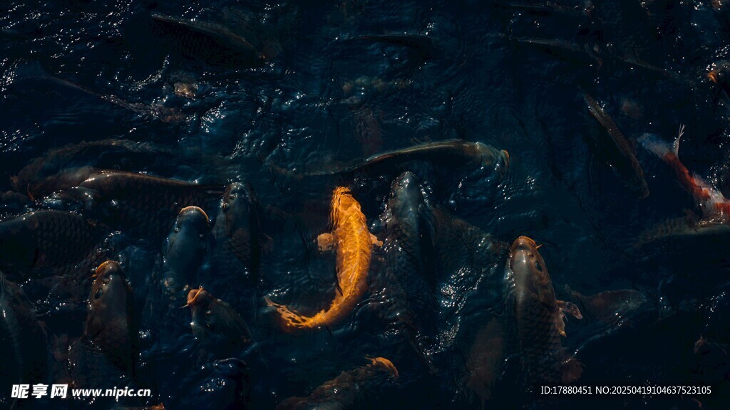 锦鲤