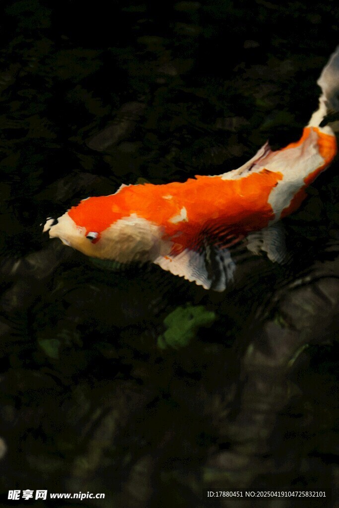 锦鲤