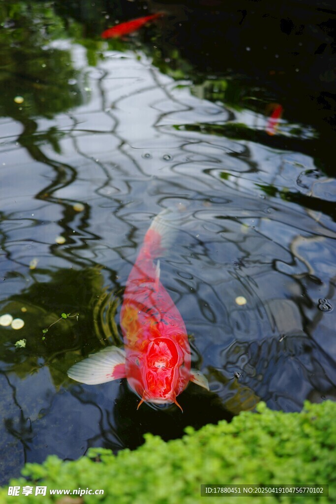 锦鲤