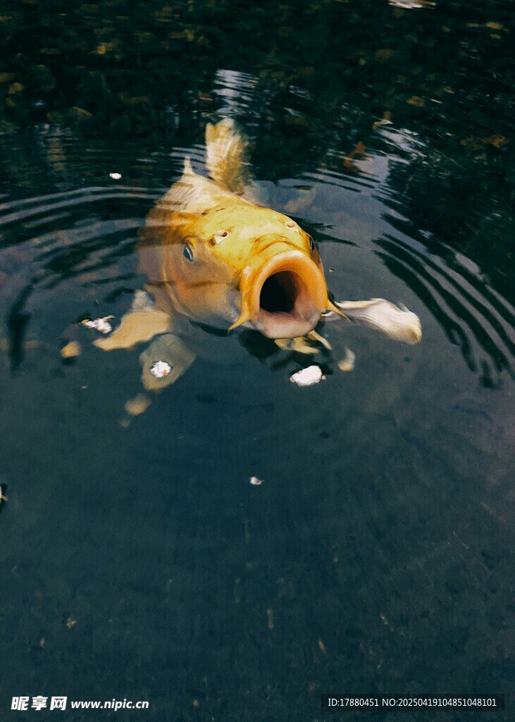 锦鲤