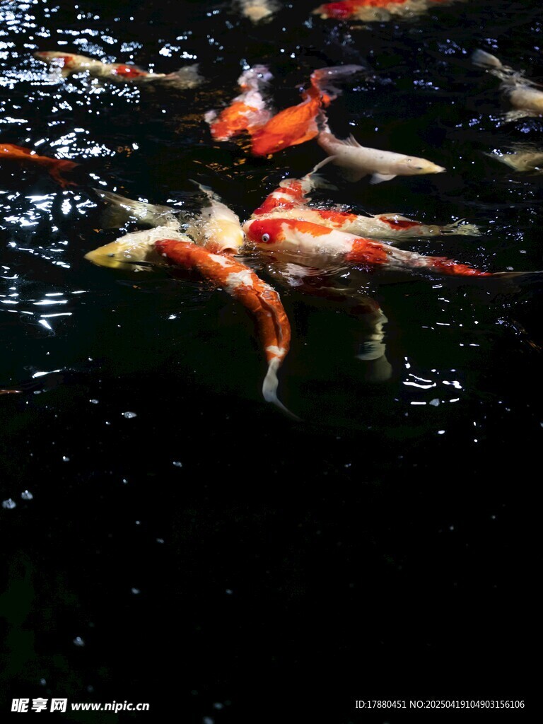 锦鲤