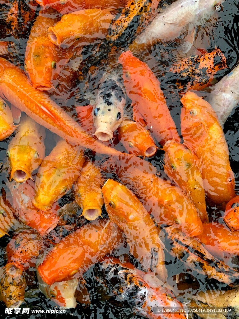 锦鲤