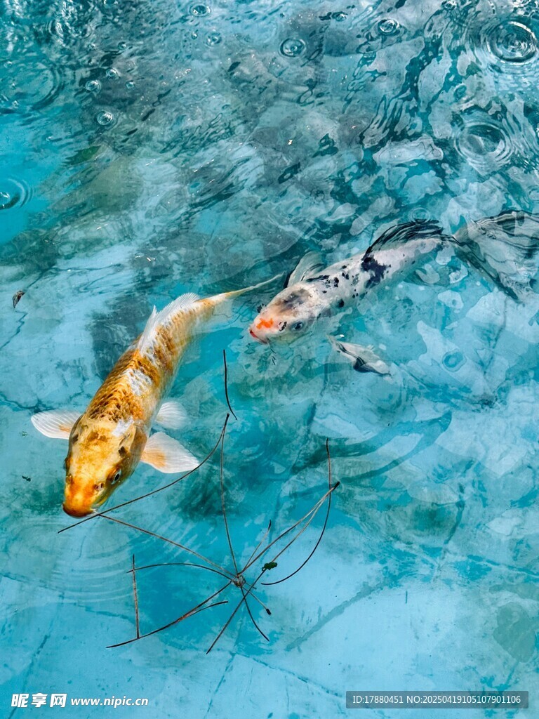 锦鲤