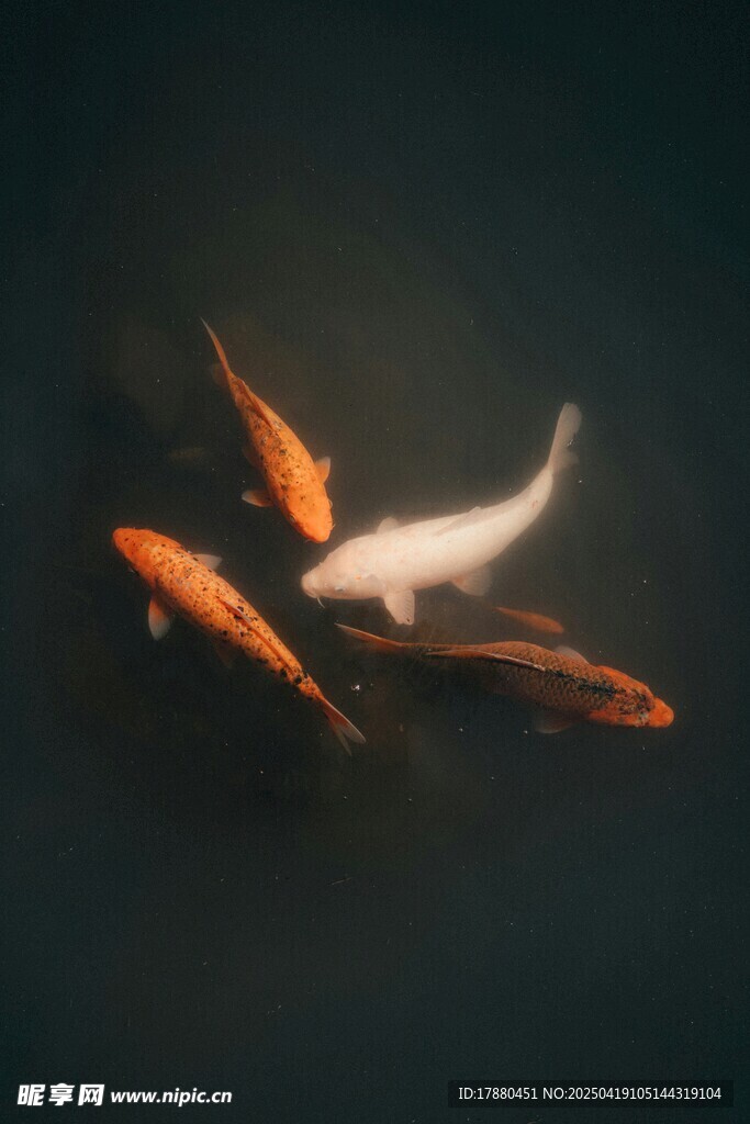 水中锦鲤