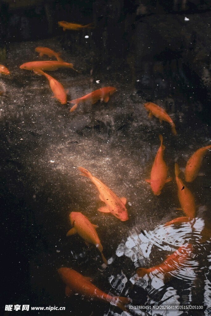 锦鲤