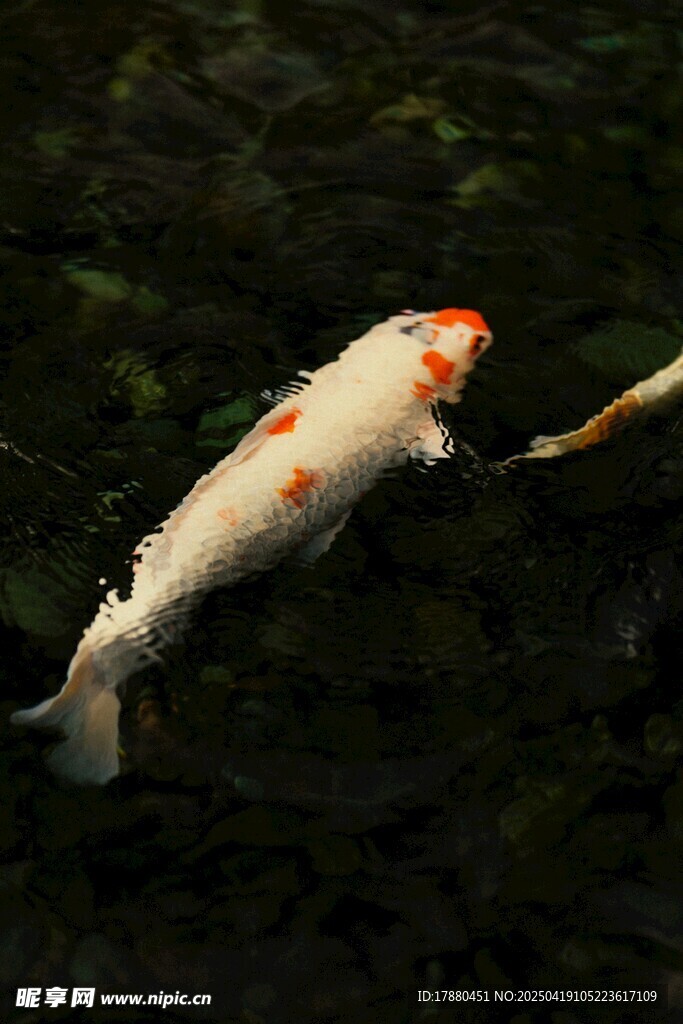 水中锦鲤