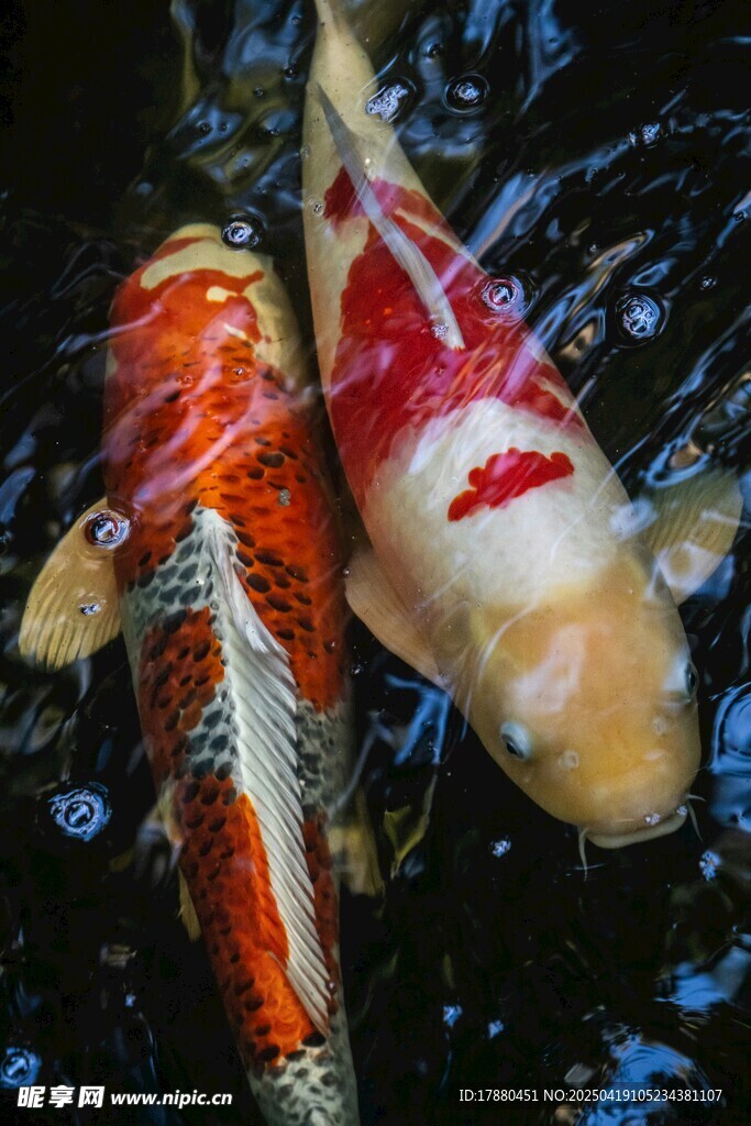 锦鲤