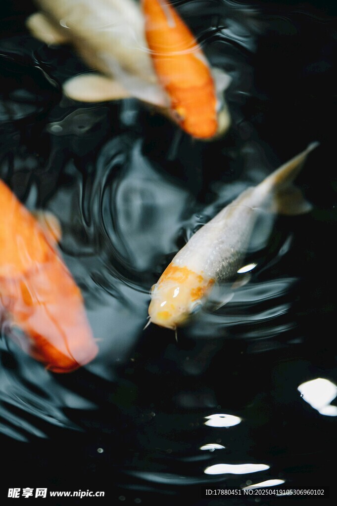 锦鲤