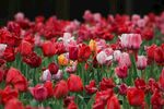 郁金香花海