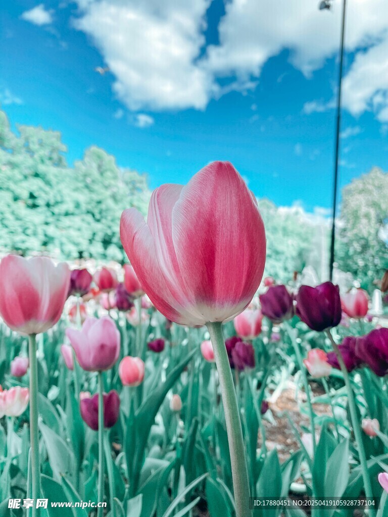 缤纷郁金香