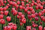 郁金香花海