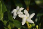 狗牙花