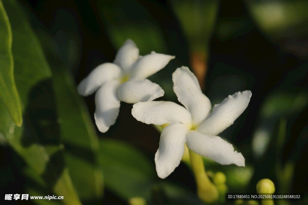狗牙花