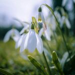 雪滴花