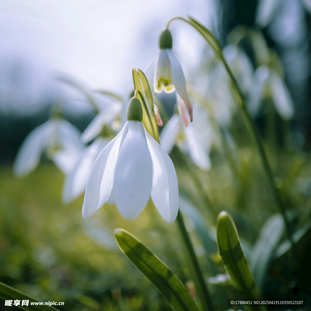 雪滴花