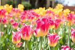 郁金香花海