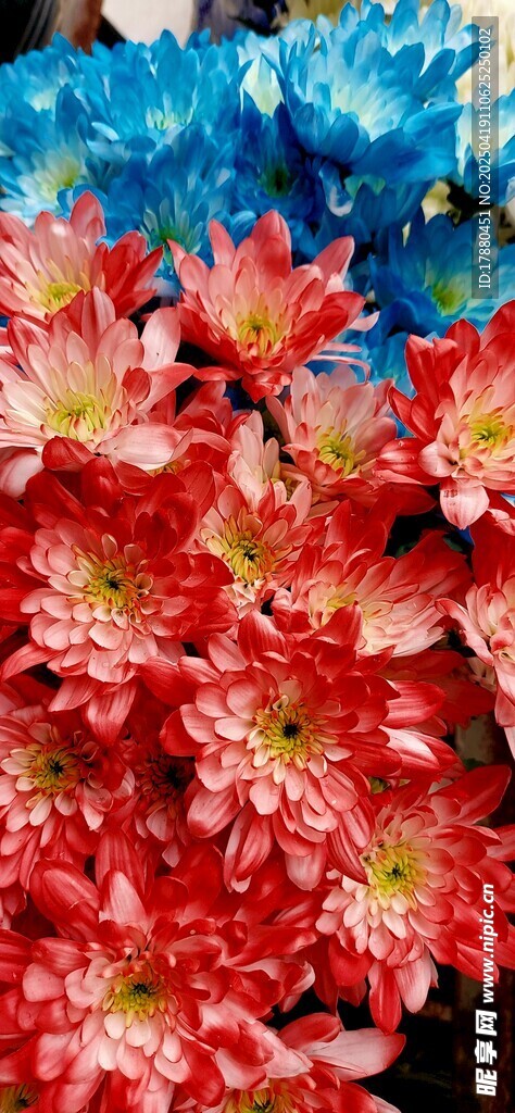 菊花