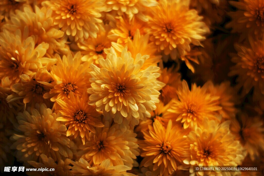 菊花