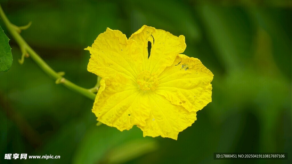 黄色小花