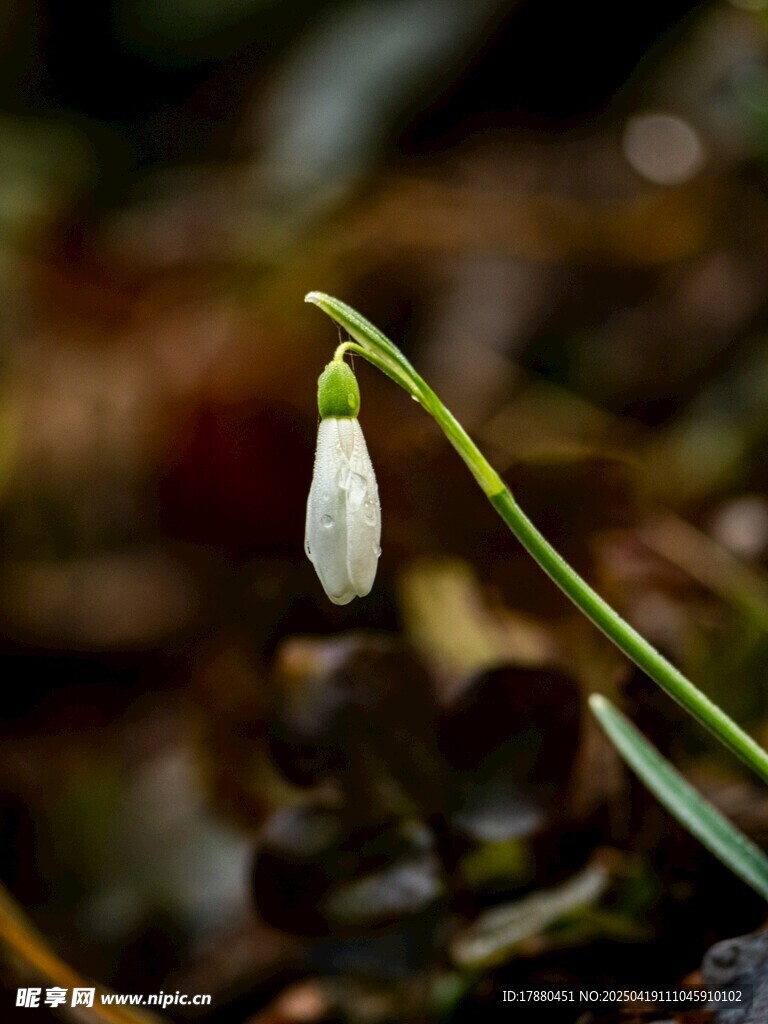 雪莲