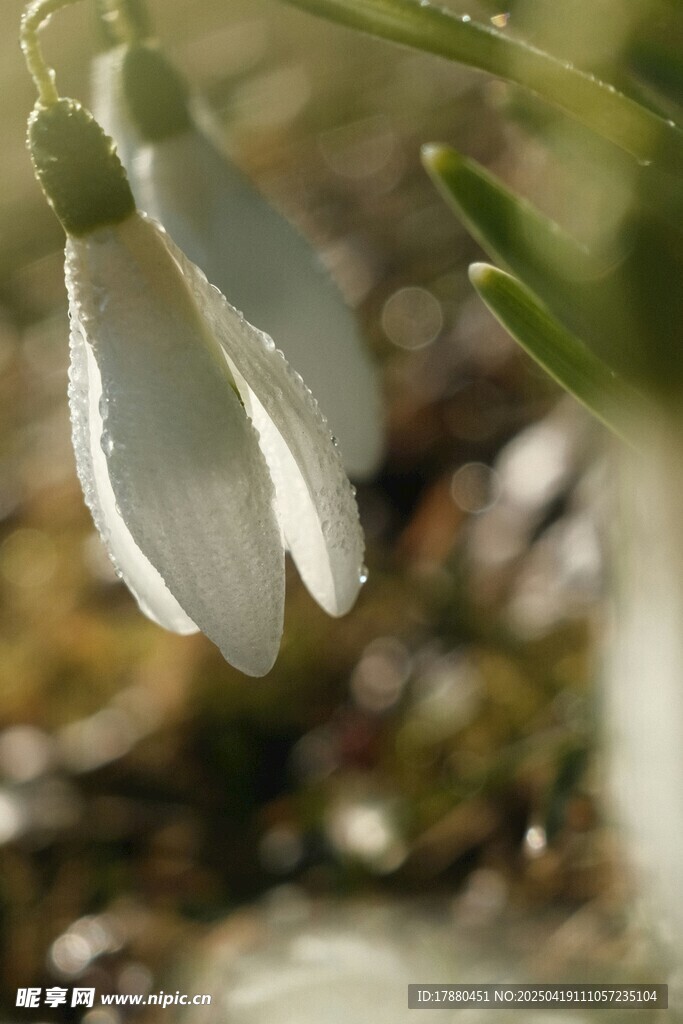 雪莲