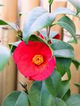 山茶花