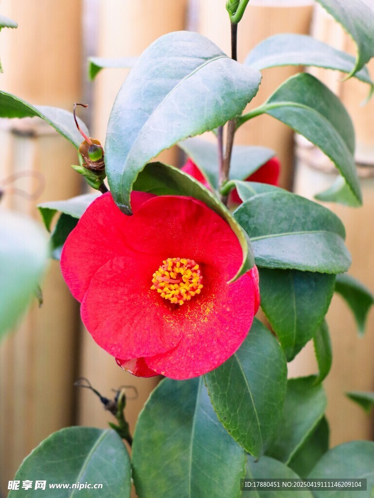 山茶花