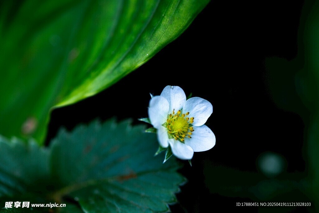 白色草莓花