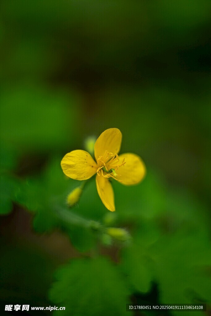 黄色小花