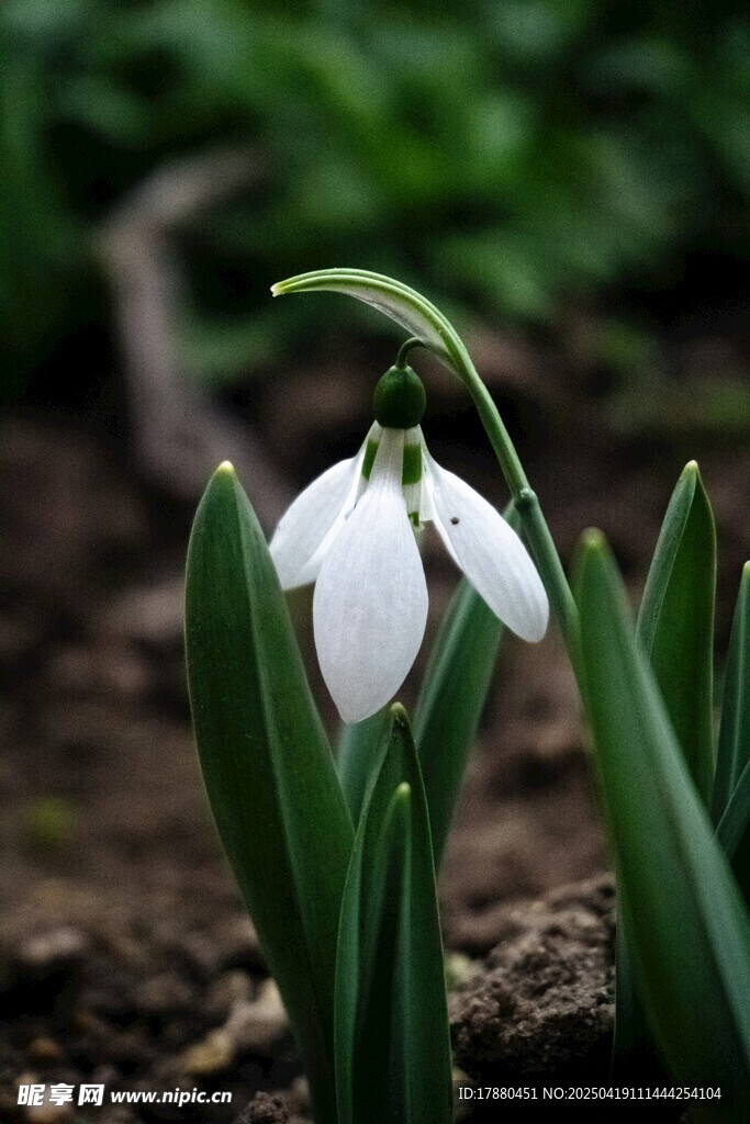 雪花莲