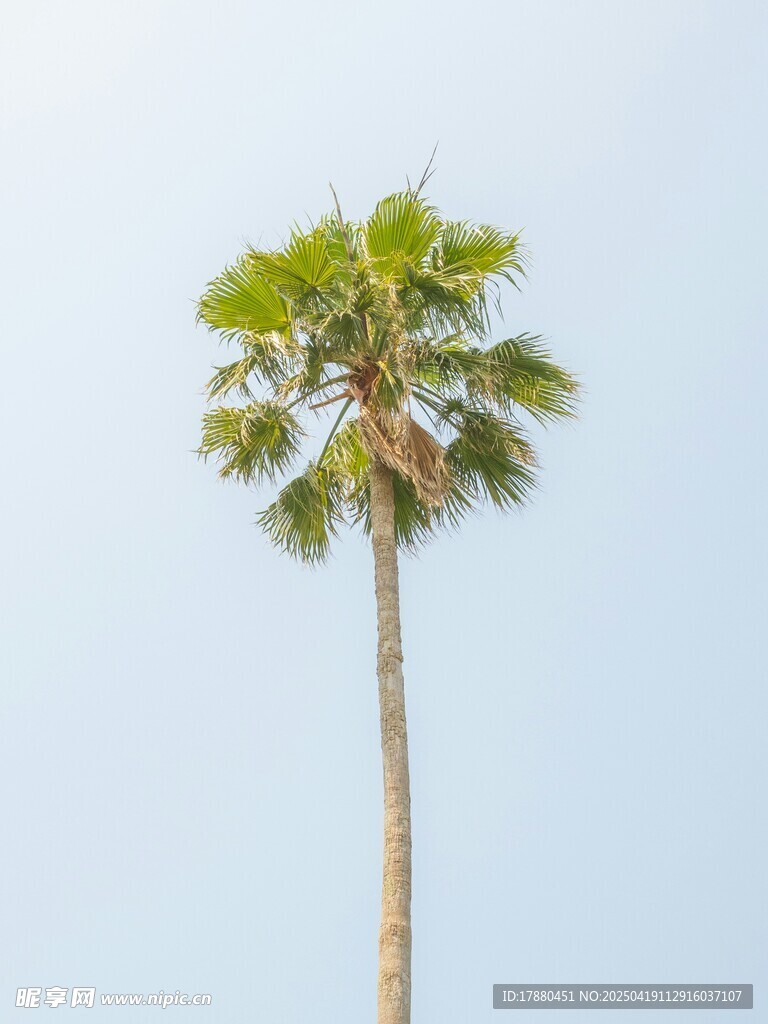 棕榈树