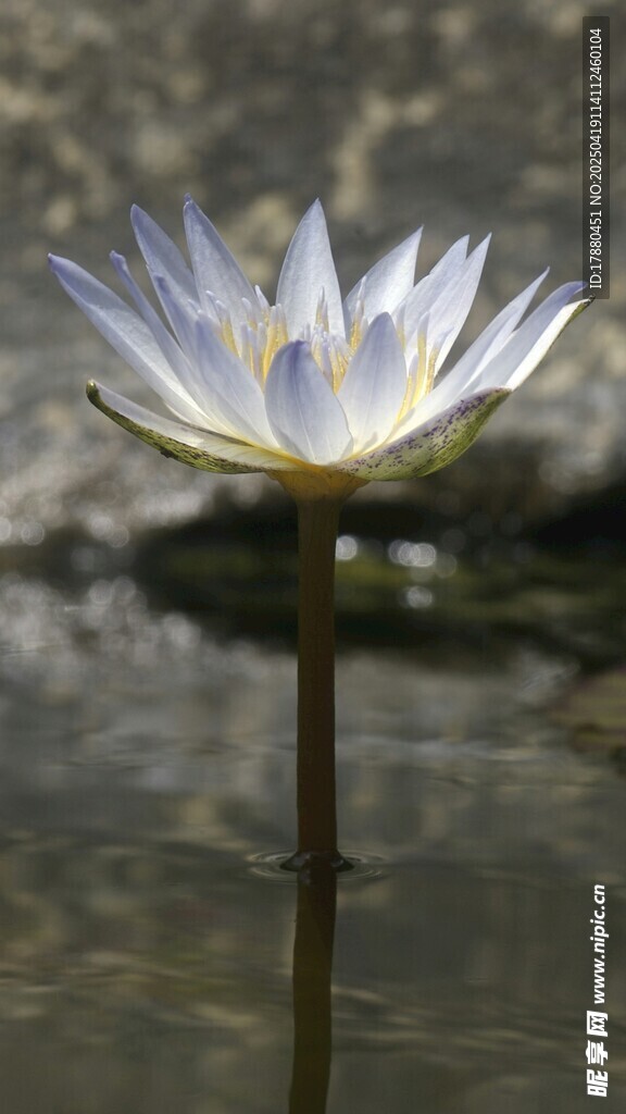 莲花