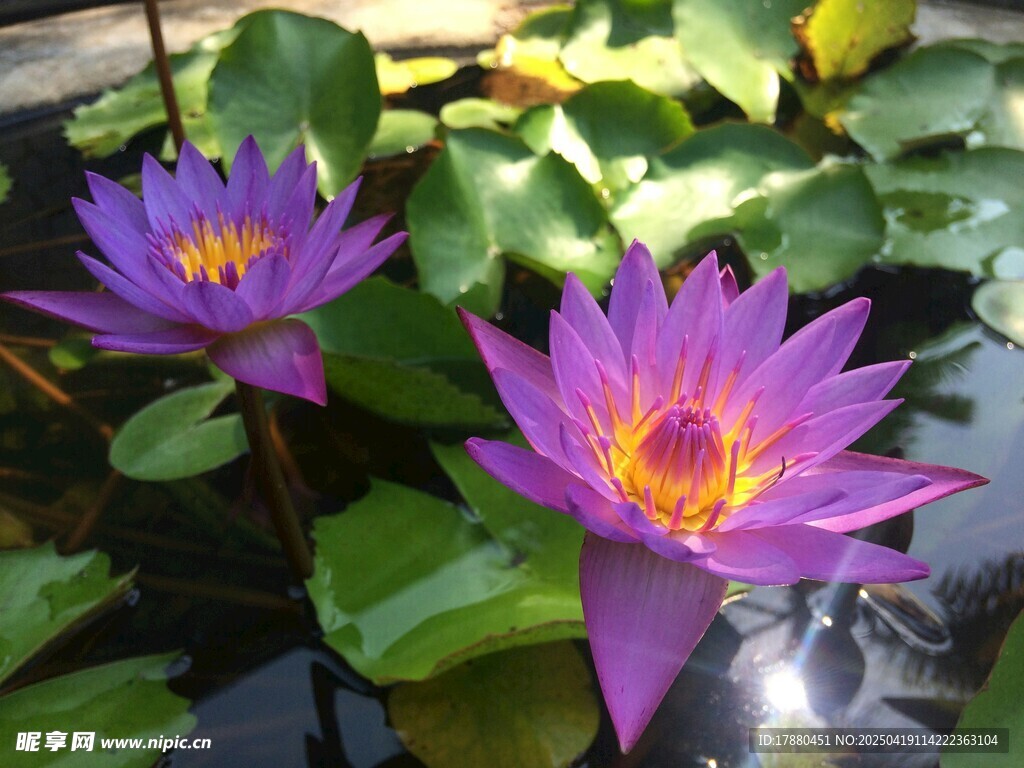 莲花