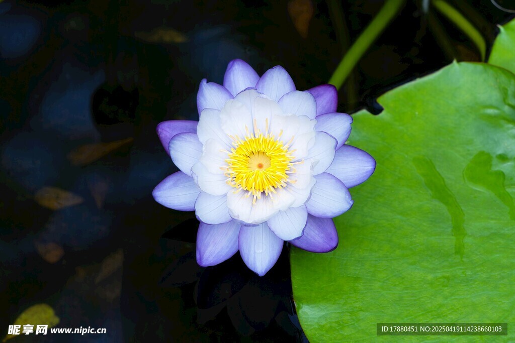 莲花